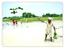 Alleppey Kuttanadu, Kuttanadu Backwater, Alleppey Backwater, Backwater Cruise