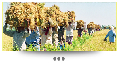 Kerala Paddey Field